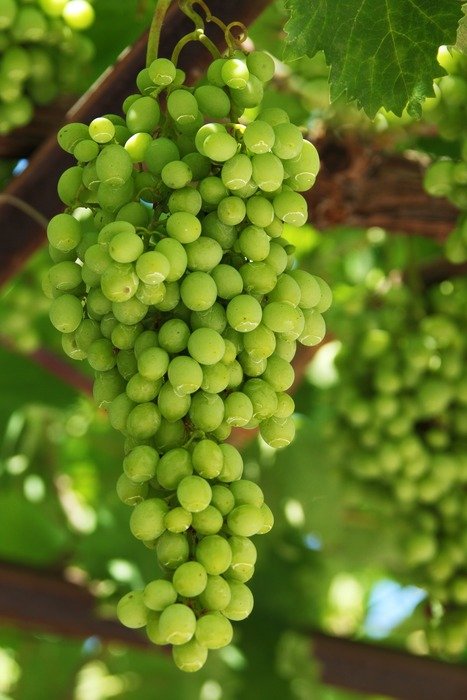 green ripening juicy grapes