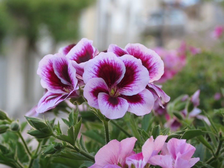 Maco photo of the white and purple flowers