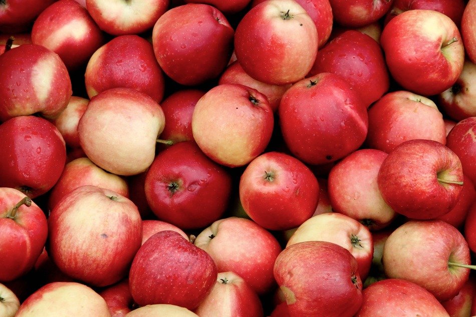 apple fruit harvest
