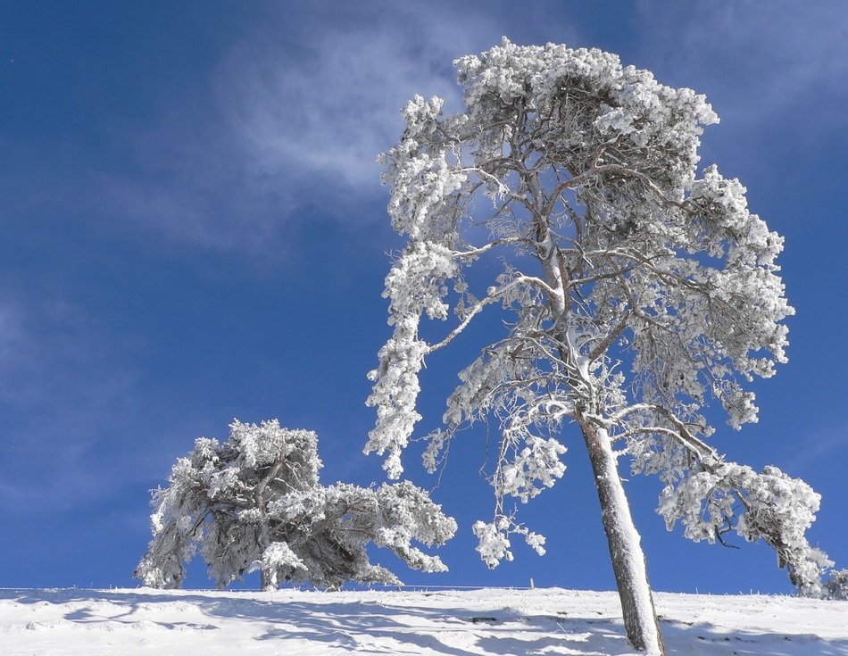 trees in the snowtrees in the snow in winter