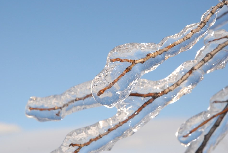 closeup photo of frozen branches