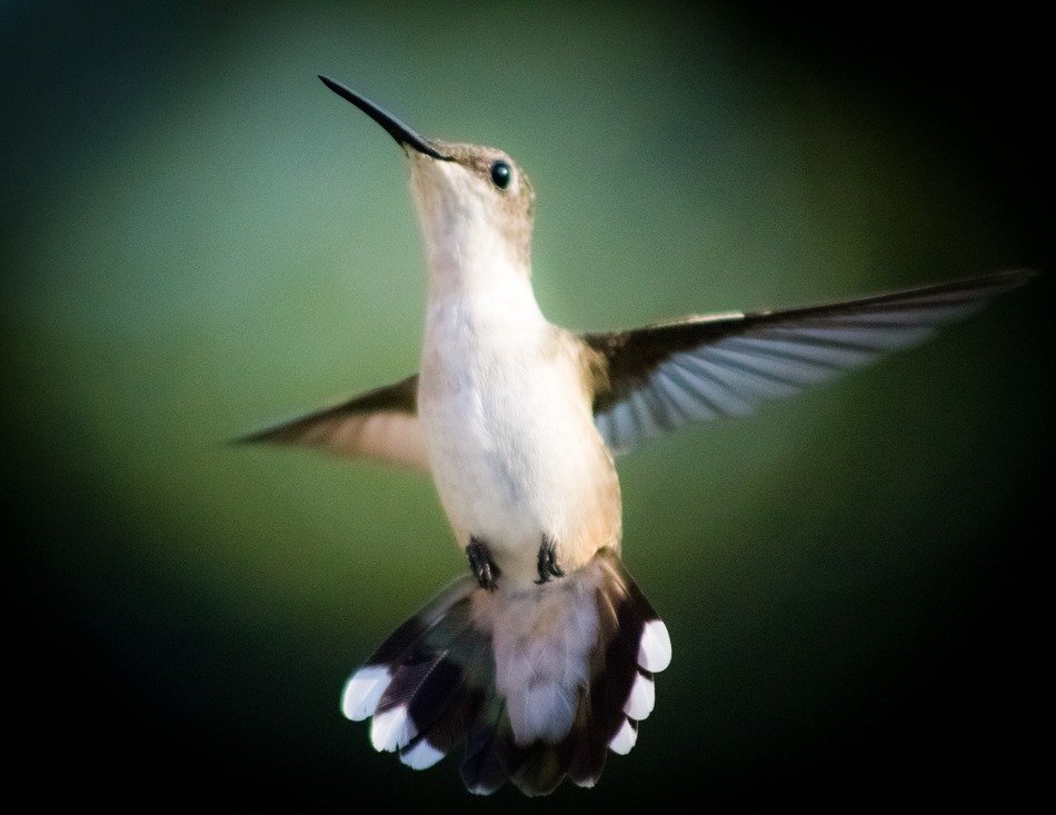 hummingbird with spread wings close-up
