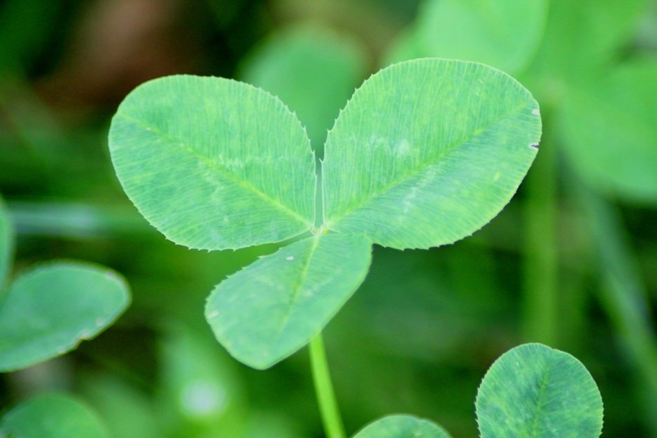 clover leaves close up