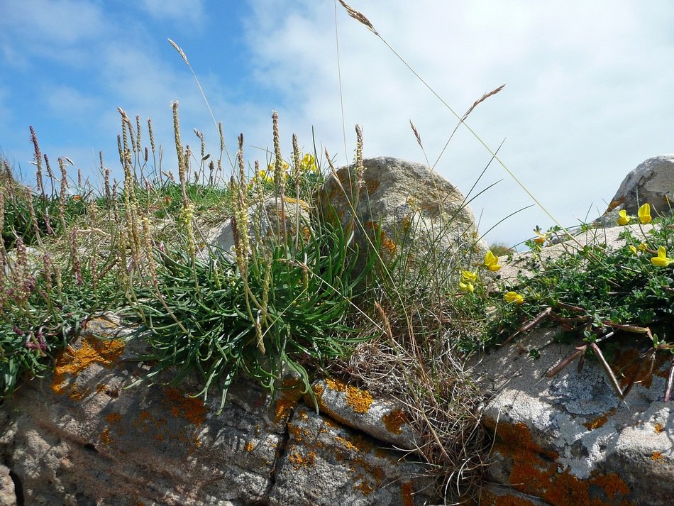 grasses rock landscape