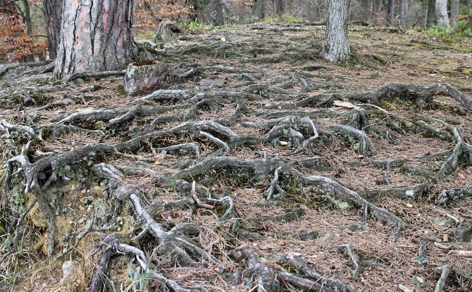 root system in the old forest