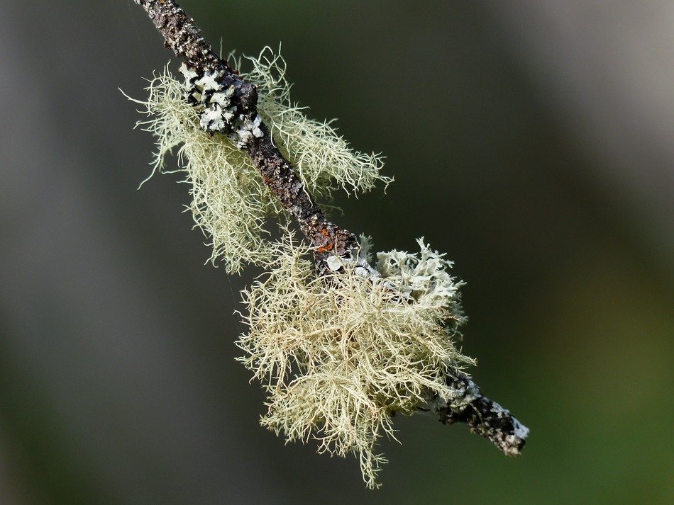 Moss on a branch close up