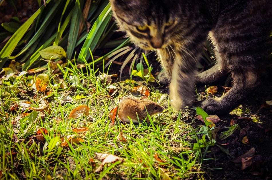 cat near field mouse on green grass