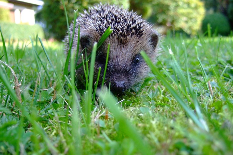 hedgehog on lawn at summer