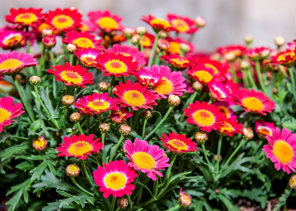 colorful chrysanthemum flowers