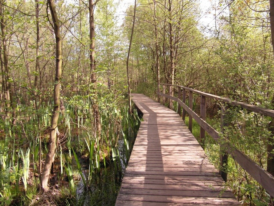 bridge over the moor