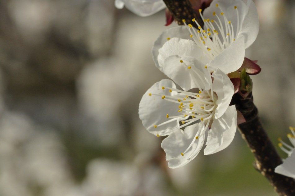 White blossom of fruit tree close-up on blurred background