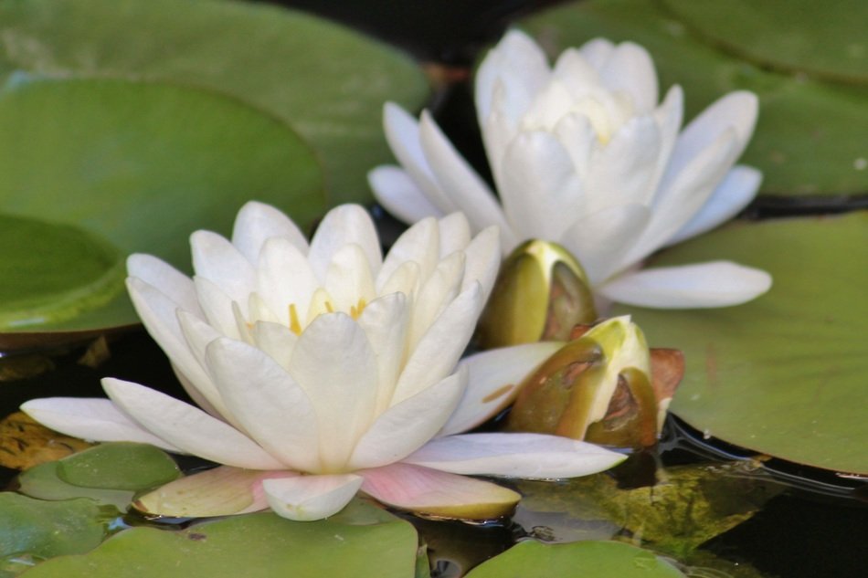 beautiful and delightful white water lilies