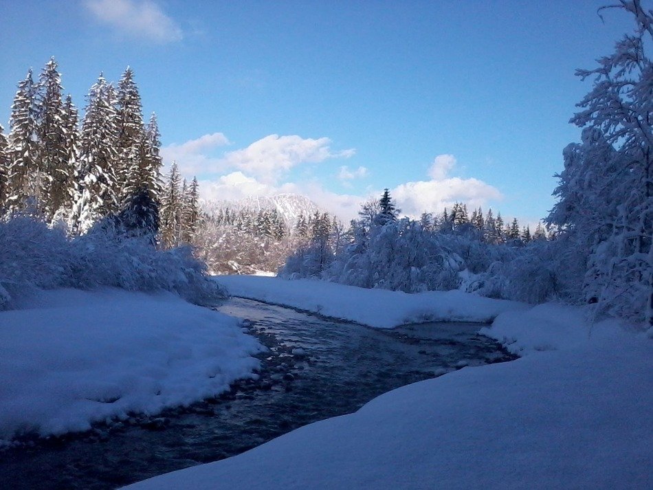 Beautiful winter in the forest