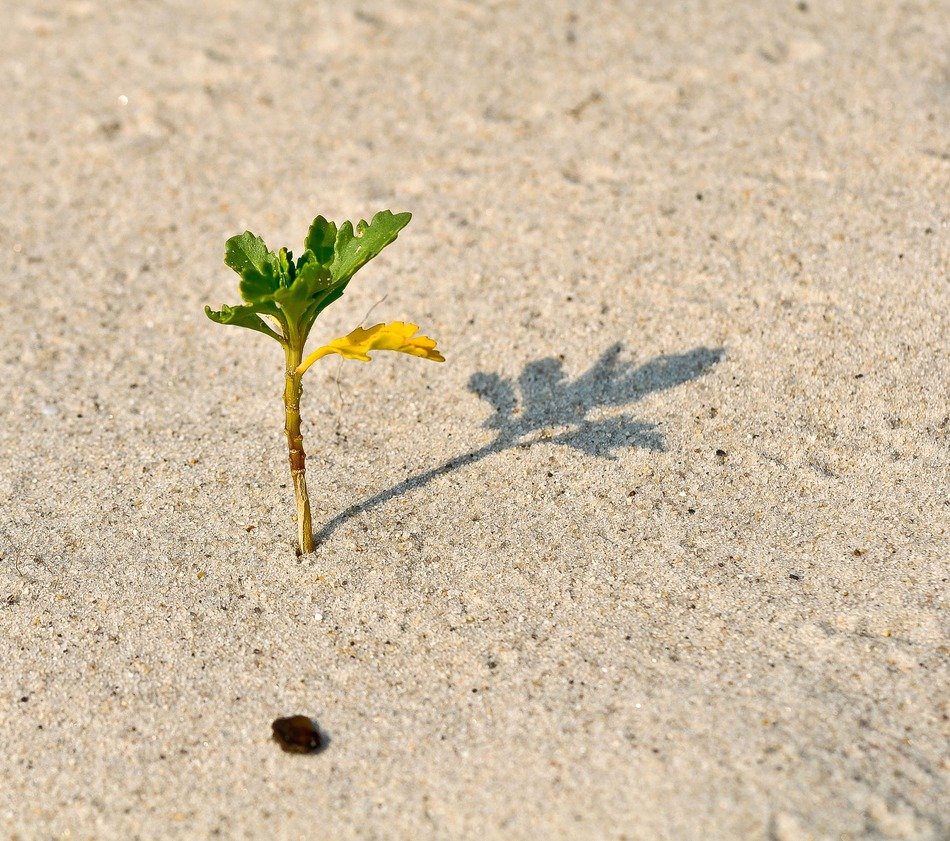 Beautiful and colorful sprout with shadow on the sand
