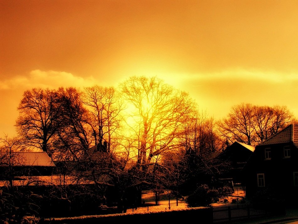 Evening sun behind the trees
