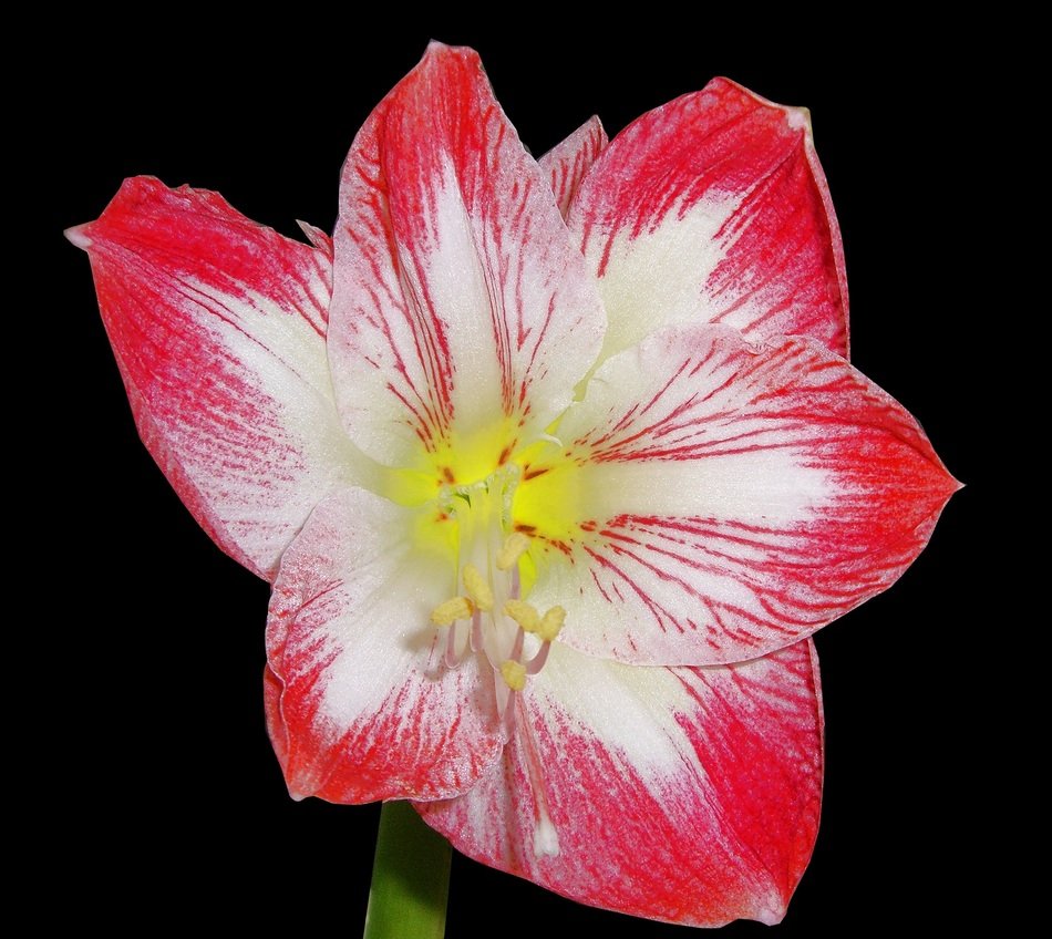 beautiful and delightful amaryllis