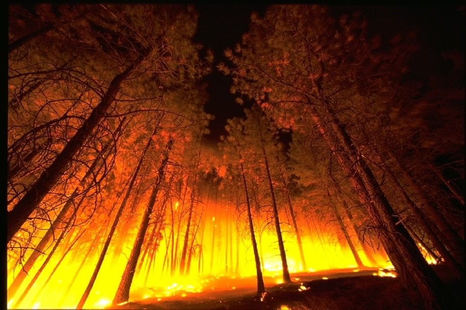 landscape of blazing fire in the forest