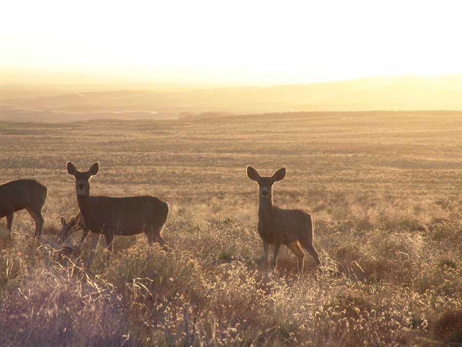 deer roe wild at dawn