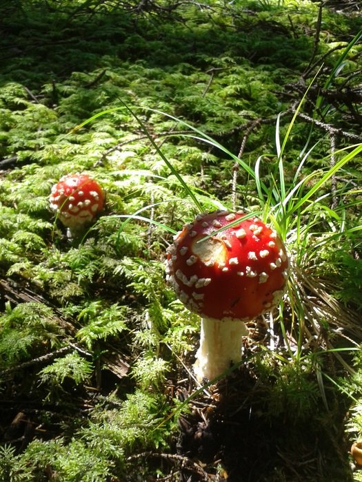 fly agaric on a glade in the sunlight