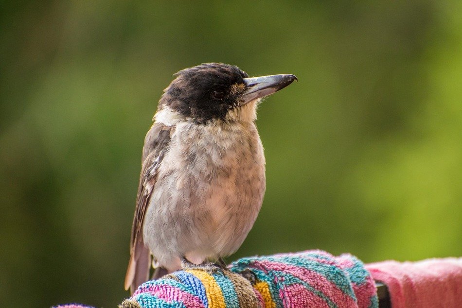 closeup view of delightful australia bird