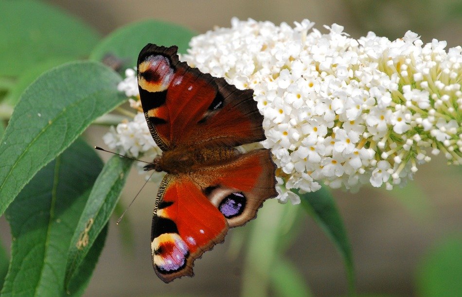 peacock butterfly on the white flower