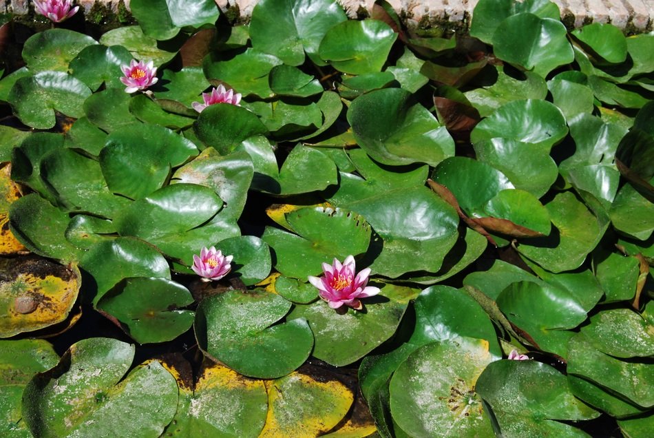 beautiful tender water lilies in the pond