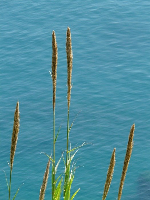 Photo of the plants near the water