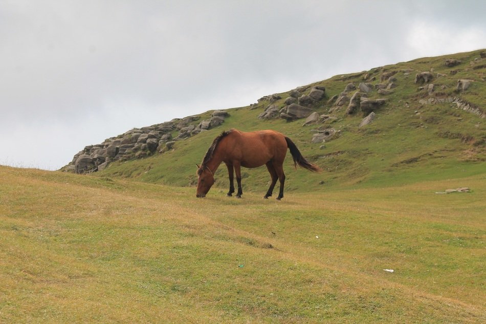 brown mare in a pasture on a hill