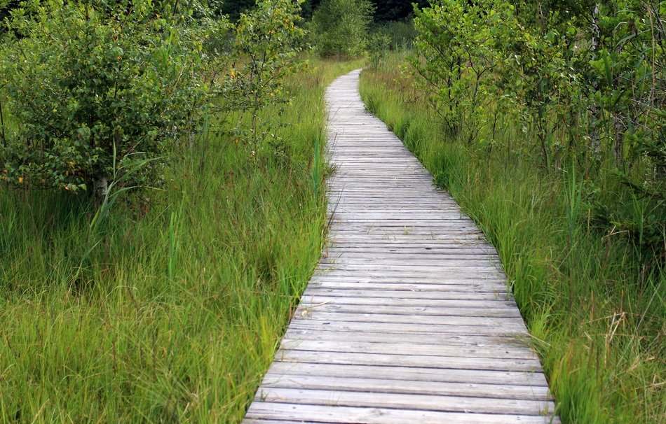 wooden path through the meadow