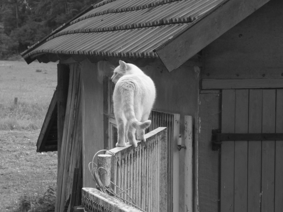 cat on the garden gate in black and white