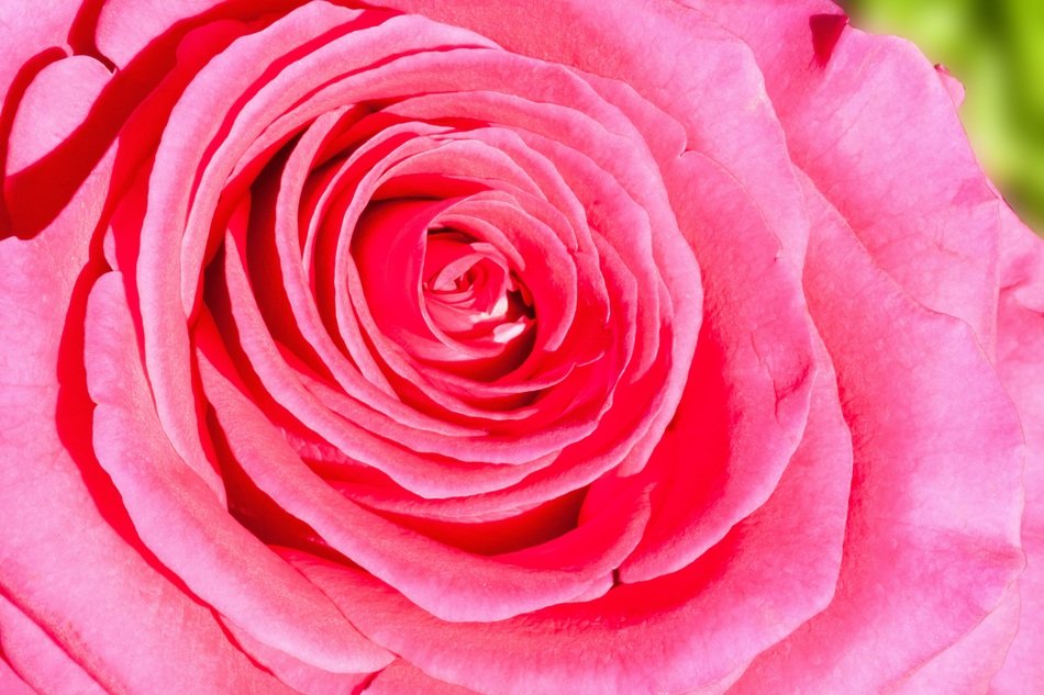 rose bud in the greenhouse