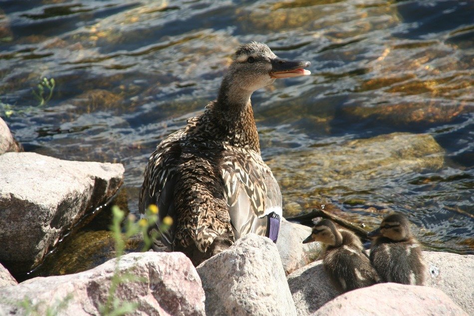 platyrhynchos with ducklings on the rocks near the water