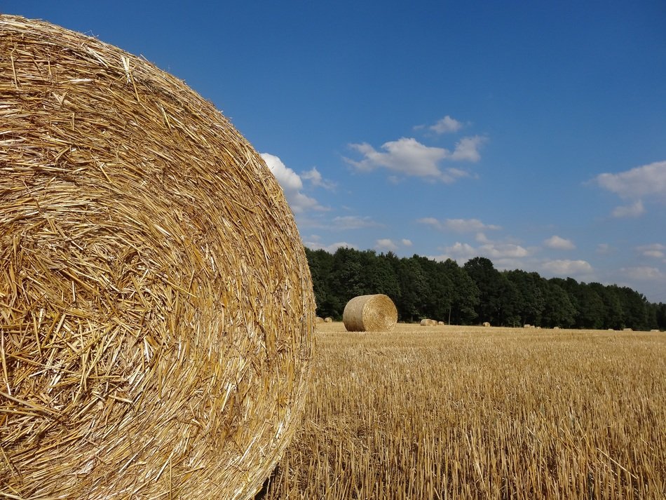 Rural field after harvest