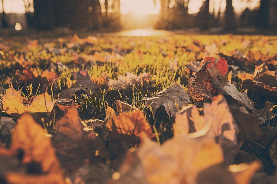 autumn colorful leaves dry