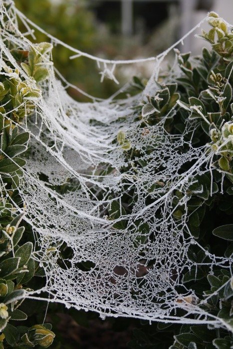 spiderweb in moisture in plants