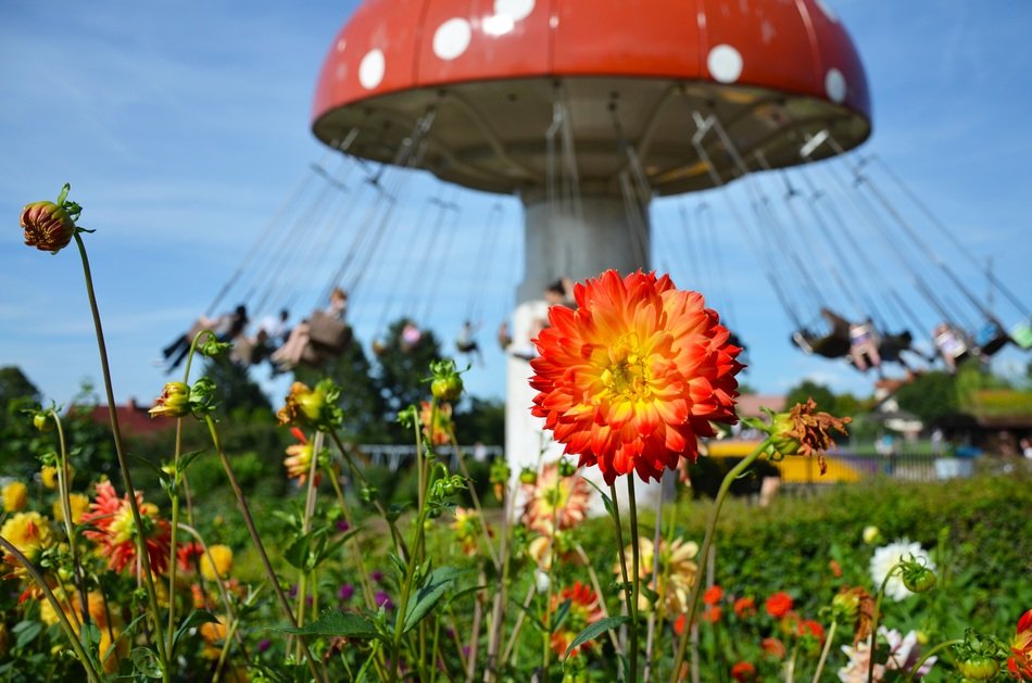 colorful flowers around the carousel