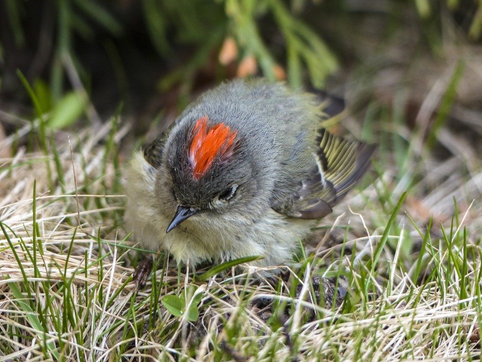 sparrow on the grass close up