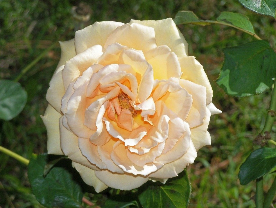 yellow rose in the garden