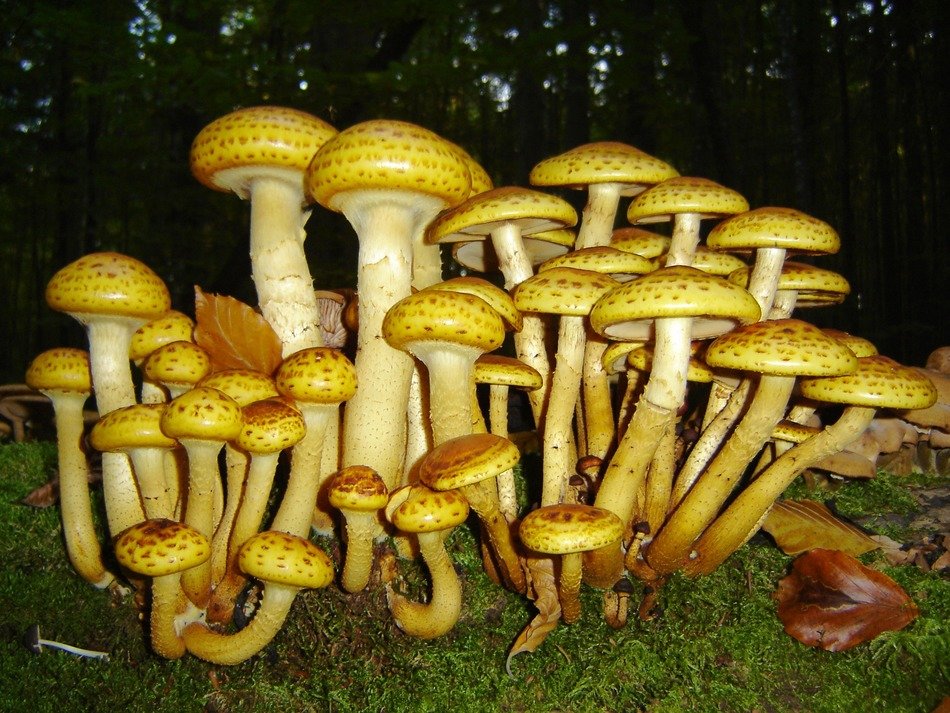 Mushrooms in the bavarian forest
