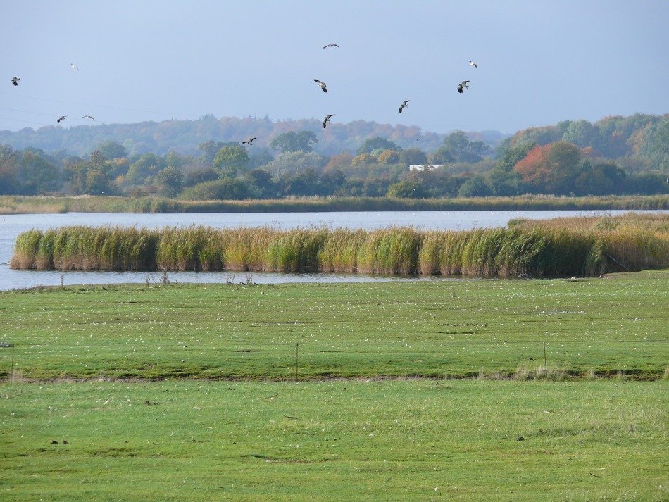 green meadow on the background of the wetland landscape