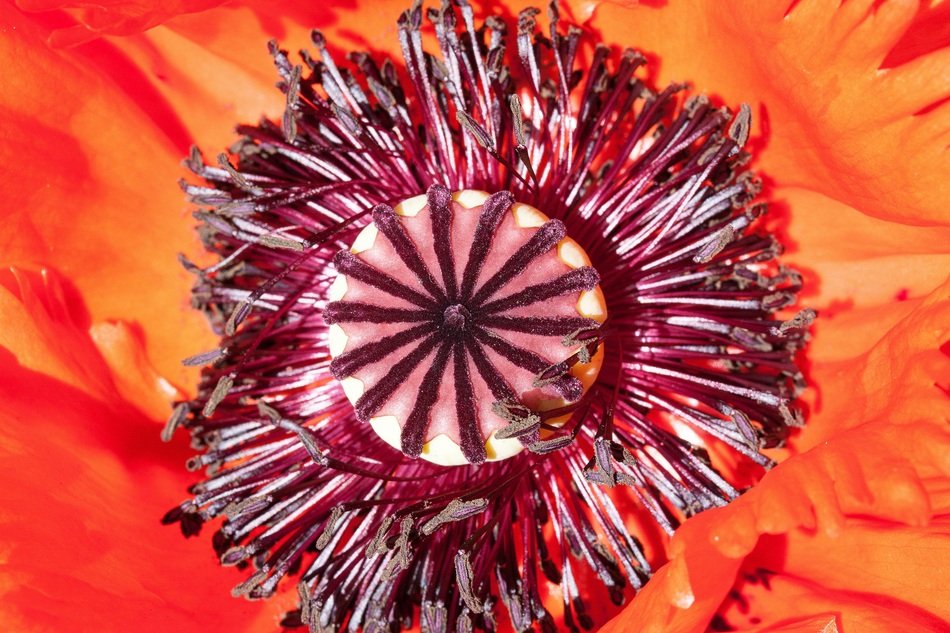 ornamental red poppies