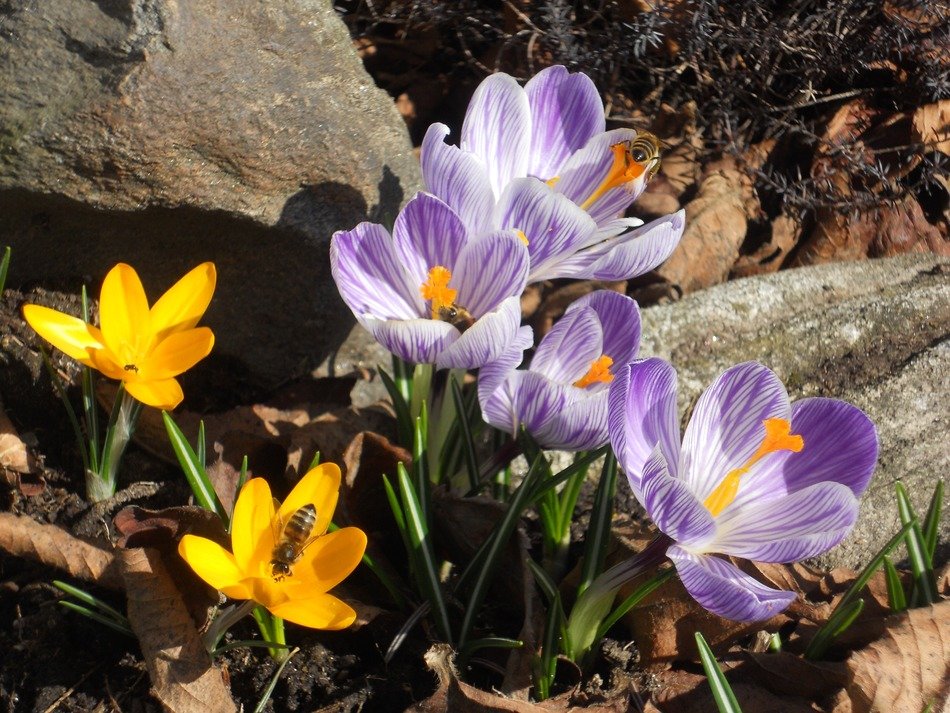 beautiful spring flowers in the garden