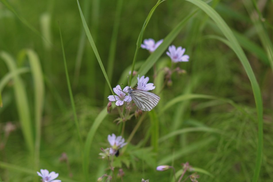 cute bloom flower in green grass
