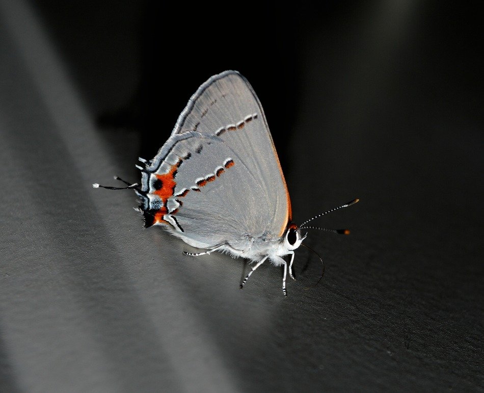 moth on gray surface in monochrome