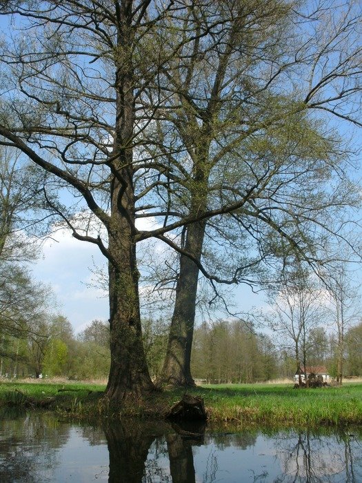 tree near the river