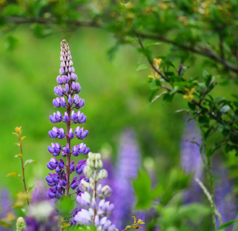 purple lupine on a background of green meadow