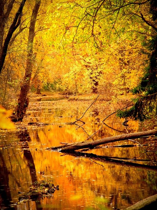 Lake in the forest in autumn