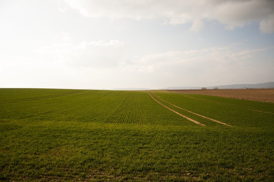 Landscape of the green field