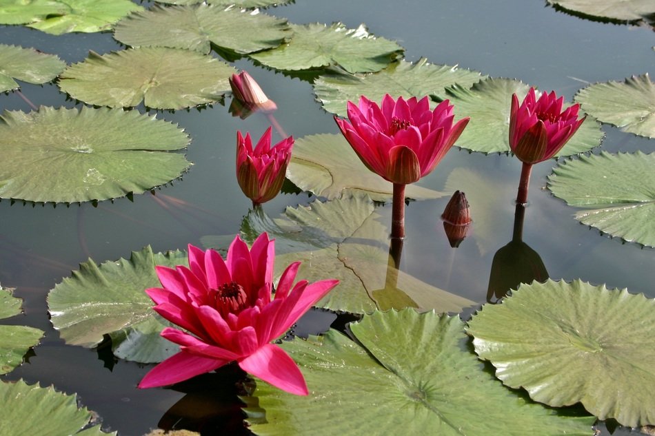water lily rose flower blossom