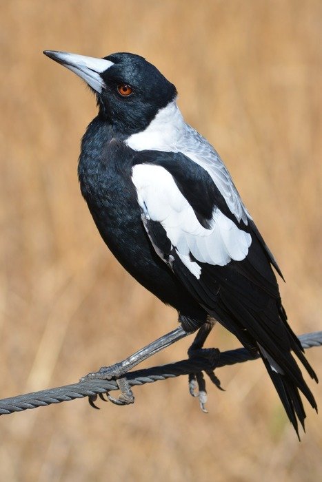 Black and white magpie bird sitting on a branch